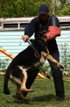 Защитно-караульная служба собак (ЗКС)